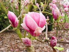Magnolia x soulangeana 'Rustica Rubra' - Sierboom - Hortus Conclusus  - 5
