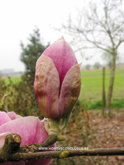 Magnolia x soulangeana 'Rustica Rubra' - Sierboom - Hortus Conclusus  - 6