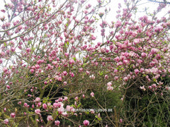 Magnolia x soulangeana 'Rustica Rubra' - Sierboom - Hortus Conclusus  - 7
