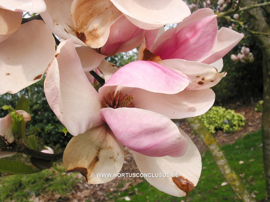 Magnolia x soulangeana 'San Jose' - Sierboom - Hortus Conclusus  - 1