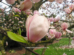 Magnolia x soulangeana 'San Jose' - Sierboom - Hortus Conclusus  - 2