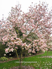 Magnolia x soulangeana 'San Jose' - Sierboom - Hortus Conclusus  - 3