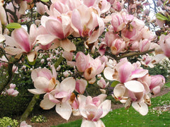 Magnolia x soulangeana 'San Jose' - Sierboom - Hortus Conclusus  - 4
