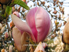 Magnolia x soulangeana 'San Jose' - Sierboom - Hortus Conclusus  - 6