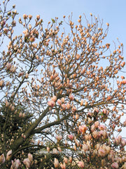 Magnolia x soulangeana 'San Jose' - Sierboom - Hortus Conclusus  - 7