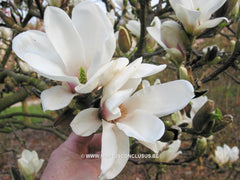 Magnolia x soulangeana 'Speciosa' - Sierboom - Hortus Conclusus  - 1