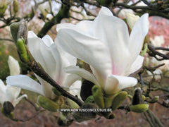 Magnolia x soulangeana 'Speciosa' - Sierboom - Hortus Conclusus  - 2