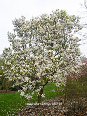 Magnolia x soulangeana 'Speciosa' - Sierboom - Hortus Conclusus  - 3
