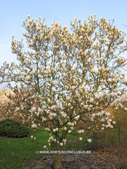 Magnolia x soulangeana 'Speciosa' - Sierboom - Hortus Conclusus  - 4