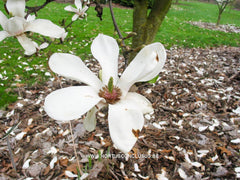 Magnolia x soulangeana 'Speciosa' - Sierboom - Hortus Conclusus  - 5