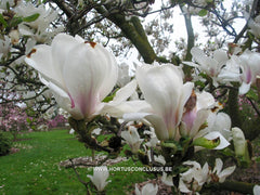 Magnolia x soulangeana 'Speciosa' - Sierboom - Hortus Conclusus  - 6