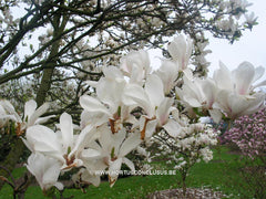 Magnolia x soulangeana 'Speciosa' - Sierboom - Hortus Conclusus  - 7