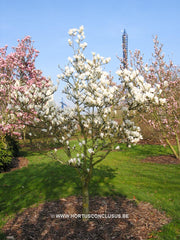 Magnolia x soulangeana 'Suishoren' - Sierboom - Hortus Conclusus  - 3