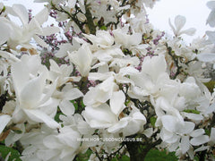 Magnolia x soulangeana 'Suishoren' - Sierboom - Hortus Conclusus  - 5