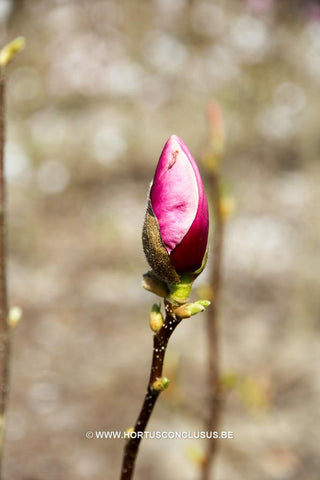 Magnolia x soulangeana 'Sweet Simplicity'