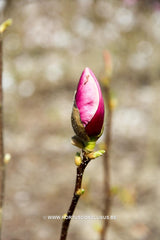 Magnolia x soulangeana 'Sweet Simplicity' - Sierboom - Hortus Conclusus  - 1