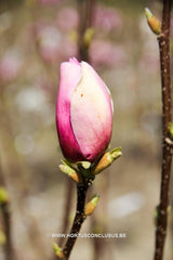Magnolia x soulangeana 'Sweet Simplicity' - Sierboom - Hortus Conclusus  - 2