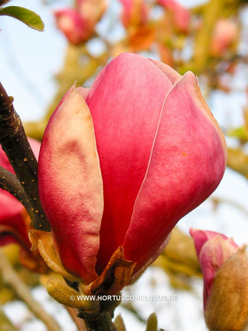 Magnolia x soulangeana 'Triumphans'