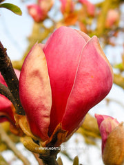 Magnolia x soulangeana 'Triumphans' - Sierboom - Hortus Conclusus  - 1