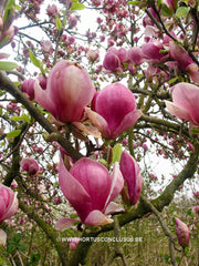 Magnolia x soulangeana 'Triumphans' - Sierboom - Hortus Conclusus  - 2