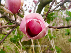 Magnolia x soulangeana 'Triumphans' - Sierboom - Hortus Conclusus  - 3
