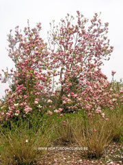 Magnolia x soulangeana 'Triumphans' - Sierboom - Hortus Conclusus  - 5