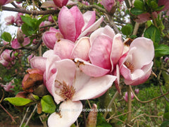 Magnolia x soulangeana 'Triumphans' - Sierboom - Hortus Conclusus  - 6