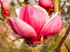 Magnolia x soulangeana 'Triumphans' - Sierboom - Hortus Conclusus  - 7