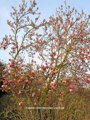 Magnolia x soulangeana 'Triumphans' - Sierboom - Hortus Conclusus  - 8