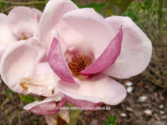Magnolia x soulangeana 'Triumphans' - Sierboom - Hortus Conclusus  - 9