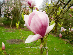 Magnolia x soulangeana 'Veitchii Rubra' - Sierboom - Hortus Conclusus  - 1