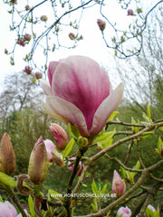 Magnolia x soulangeana 'Veitchii Rubra' - Sierboom - Hortus Conclusus  - 2