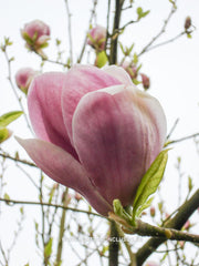 Magnolia x soulangeana 'Veitchii Rubra' - Sierboom - Hortus Conclusus  - 3