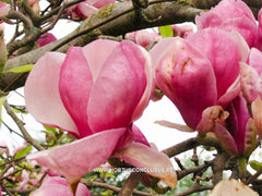 Magnolia x soulangeana 'Verbanica' - Sierboom - Hortus Conclusus  - 1