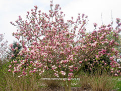 Magnolia x soulangeana 'Verbanica' - Sierboom - Hortus Conclusus  - 2