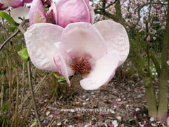 Magnolia x soulangeana 'Verbanica' - Sierboom - Hortus Conclusus  - 3