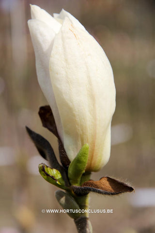 Magnolia x soulangeana 'White Giant'
