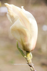 Magnolia x soulangeana 'White Giant' - Sierboom - Hortus Conclusus  - 2