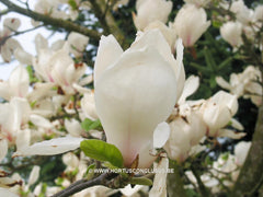 Magnolia x soulangeana 'White Giant' - Sierboom - Hortus Conclusus  - 3