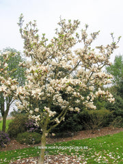 Magnolia x soulangeana 'White Giant' - Sierboom - Hortus Conclusus  - 4