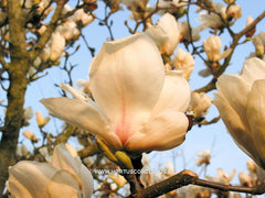 Magnolia x soulangeana 'White Giant' - Sierboom - Hortus Conclusus  - 5