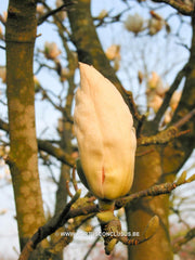 Magnolia x soulangeana 'White Giant' - Sierboom - Hortus Conclusus  - 6