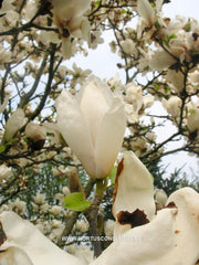 Magnolia x soulangeana 'White Giant' - Sierboom - Hortus Conclusus  - 7