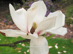 Magnolia x soulangeana 'White Giant' - Sierboom - Hortus Conclusus  - 8