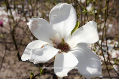 Magnolia x soulangeana 'White Giant' - Sierboom - Hortus Conclusus  - 9
