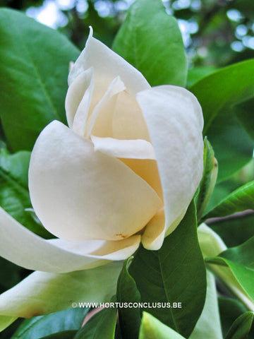 Magnolia x thompsoniana 'Olmenhof'