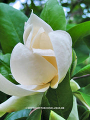 Magnolia x thompsoniana 'Olmenhof' - Sierboom - Hortus Conclusus  - 1