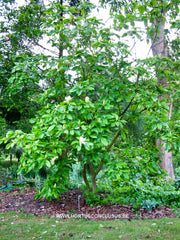 Magnolia x thompsoniana 'Olmenhof' - Sierboom - Hortus Conclusus  - 2