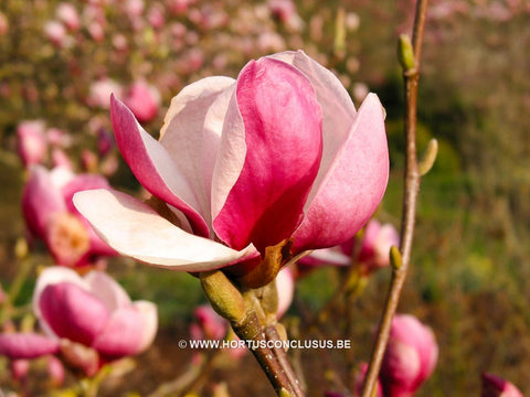 Magnolia x veitchii