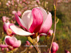 Magnolia x veitchii - Sierboom - Hortus Conclusus  - 1